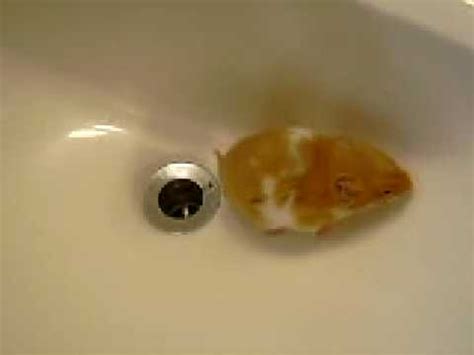 piss hamster|Urination Behavior of Hamsters: Understanding How Hamsters Pee